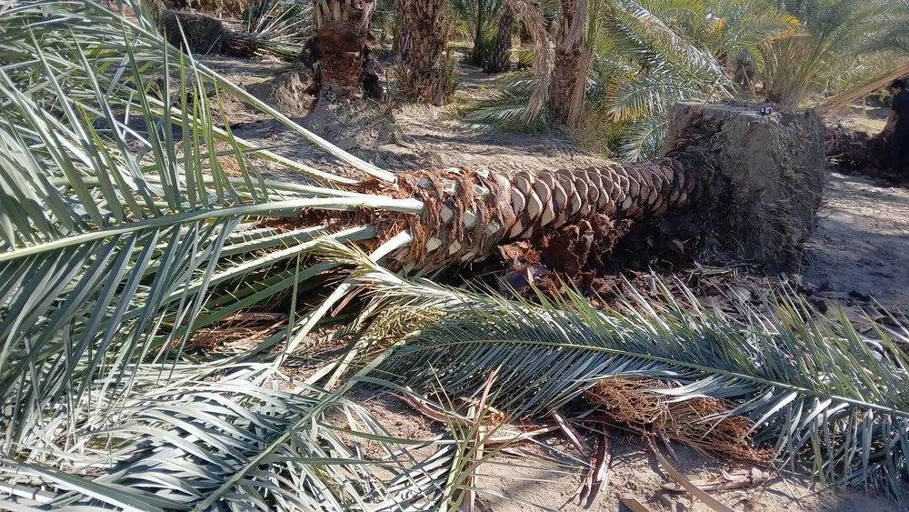 Local landscape installation experts serving La Quinta, CA - New era landscaping and palm trees