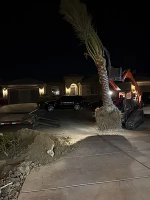 New era landscaping and palm trees