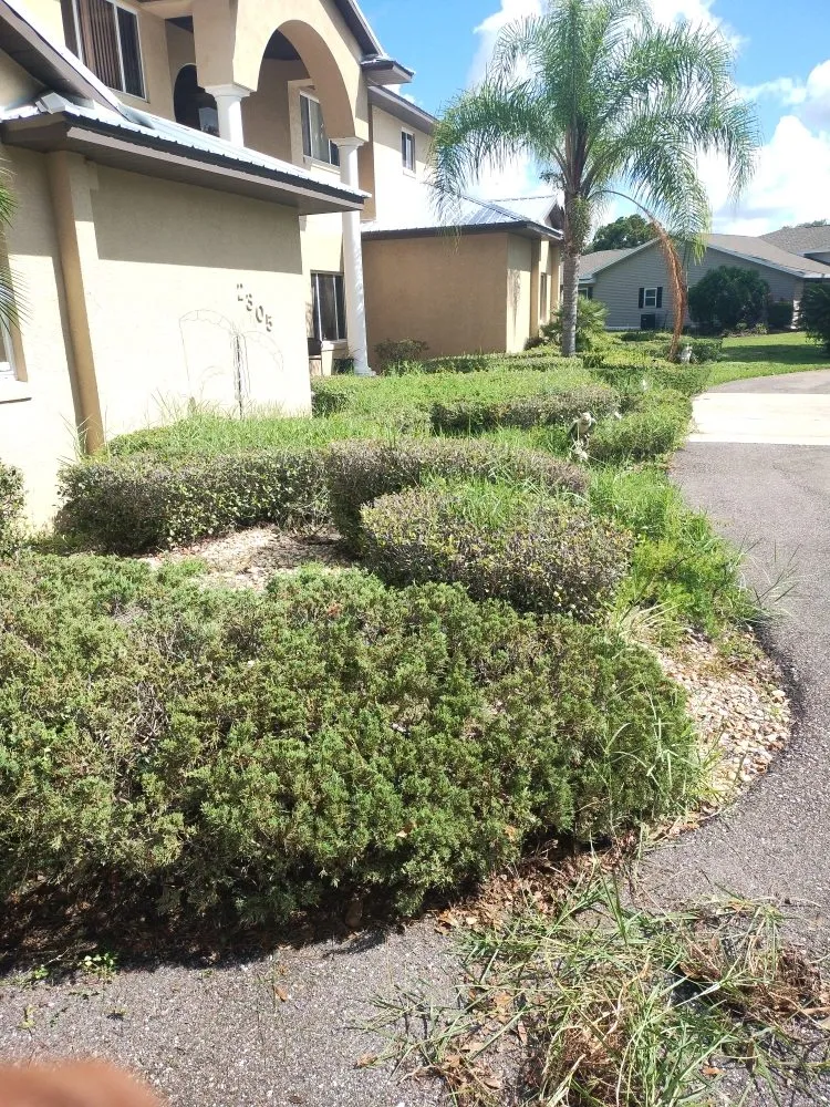 Reliable yard cleanup service in Wauchula, FL by New Era Lawn Maintenance