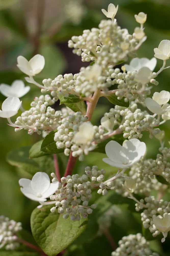 Trusted landscape design experts serving Hillsboro, WI - New Era Nursery