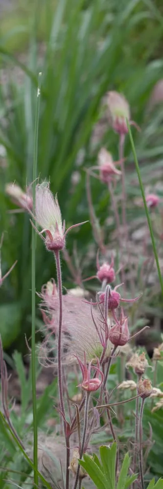 Trusted landscape installation experts serving Hillsboro, WI - New Era Nursery
