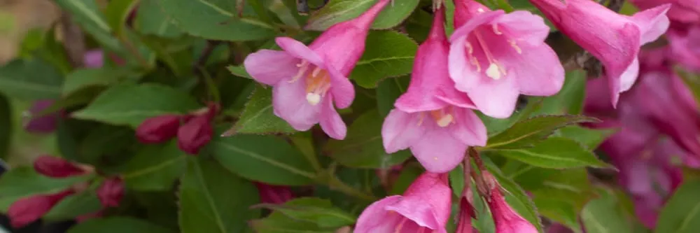 Expert yard maintenance experts serving Hillsboro, WI - New Era Nursery