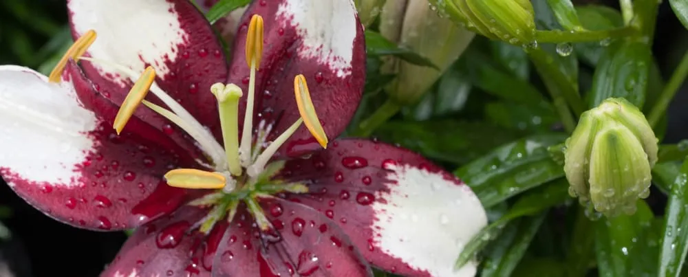 Professional residential landscaping for residential properties across Hillsboro, WI - New Era Nursery