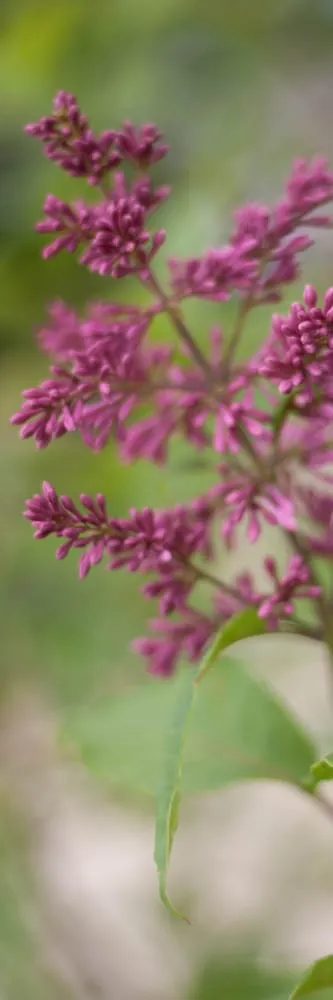 Top-rated landscape design experts serving Hillsboro, WI - New Era Nursery