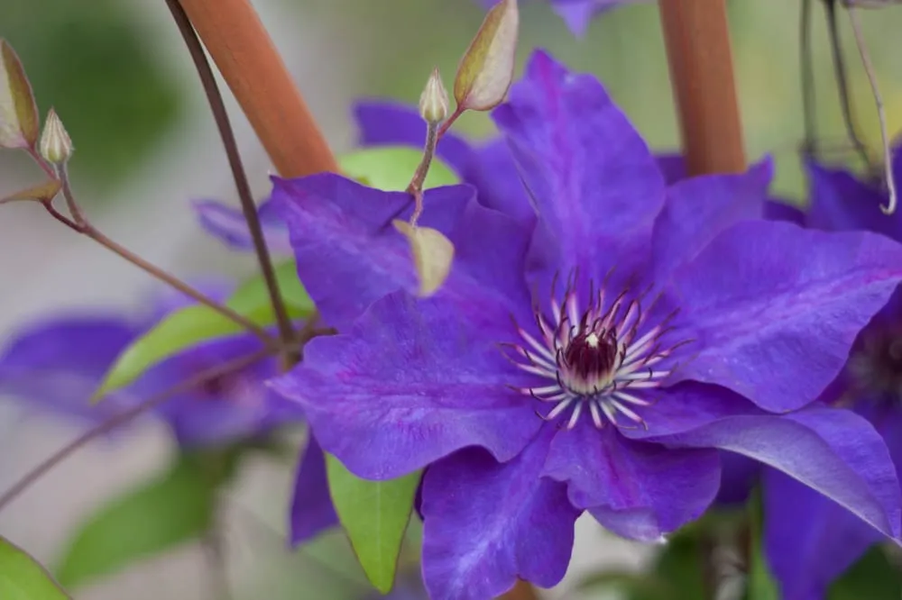 Trusted residential landscaping for beautiful yards across Hillsboro, WI - New Era Nursery