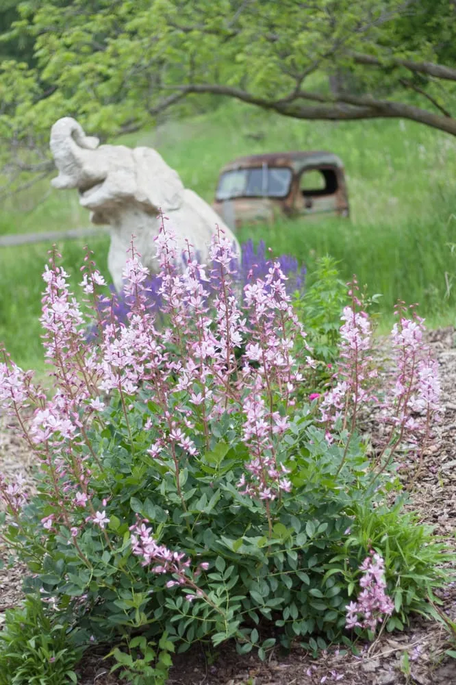 Local yard maintenance in Hillsboro, WI by New Era Nursery