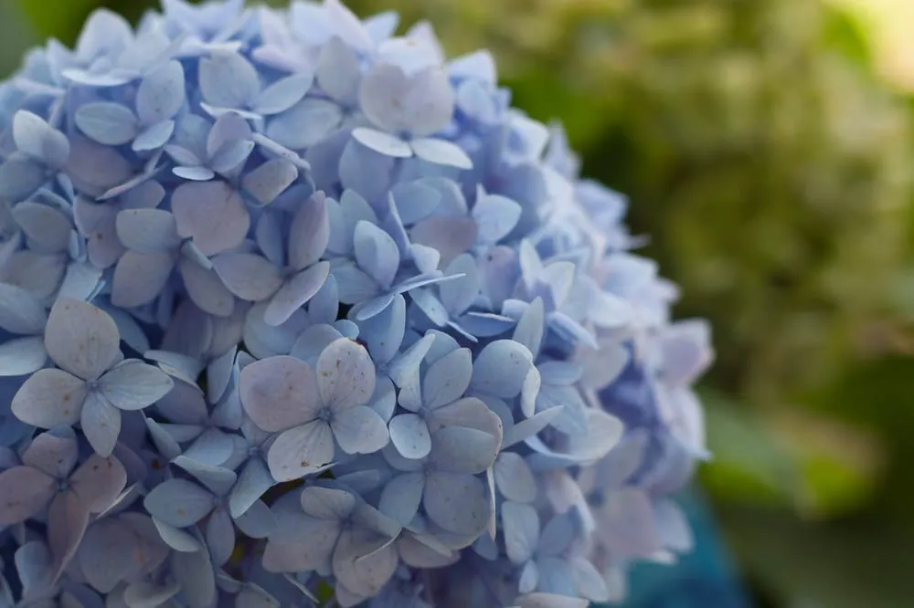 Local yard maintenance in Hillsboro, WI by New Era Nursery