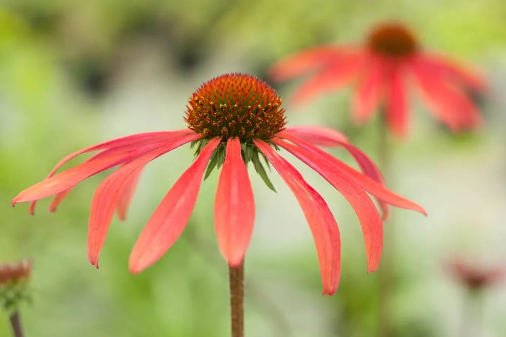 Custom yard cleanup service in Hillsboro, WI - New Era Nursery