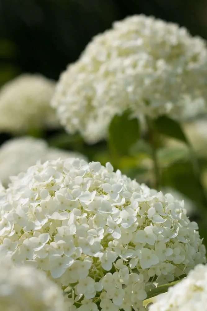 Reliable residential landscaping experts serving Hillsboro, WI - New Era Nursery