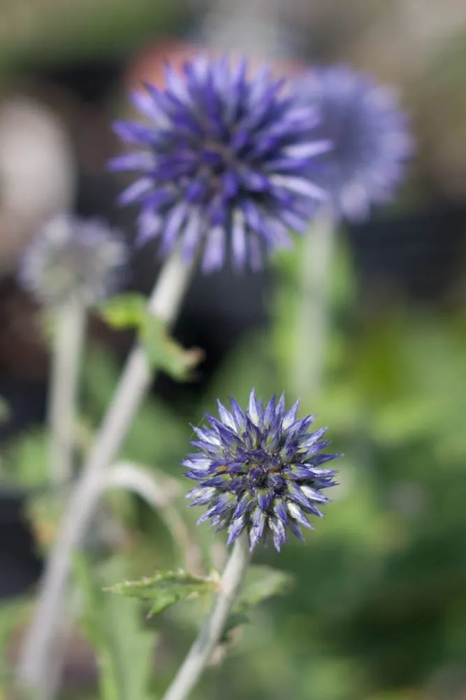 Reliable landscape design for homes across Hillsboro, WI - New Era Nursery