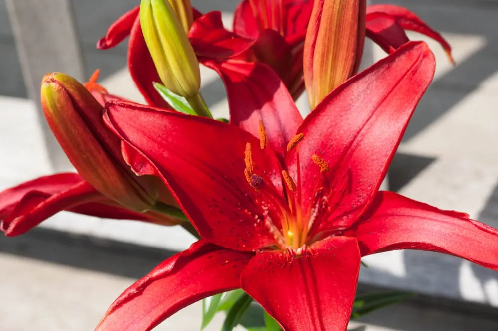 Expert garden landscaping near you across Hillsboro, WI - New Era Nursery