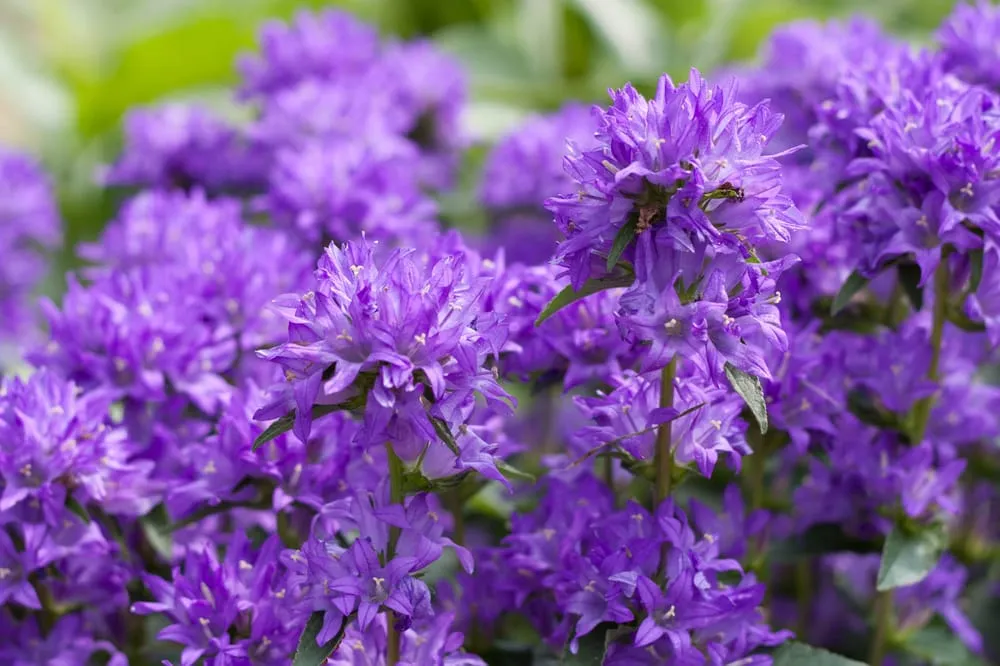 Expert outdoor landscaping near you across Hillsboro, WI - New Era Nursery