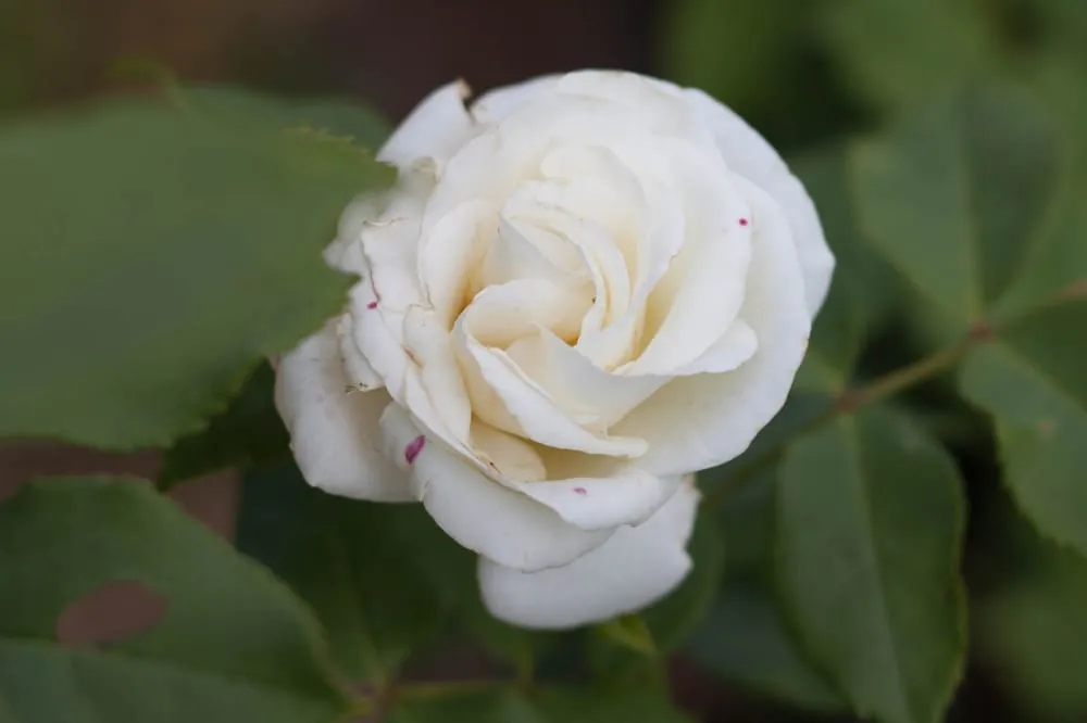 Local lawn mowing service experts serving Hillsboro, WI - New Era Nursery