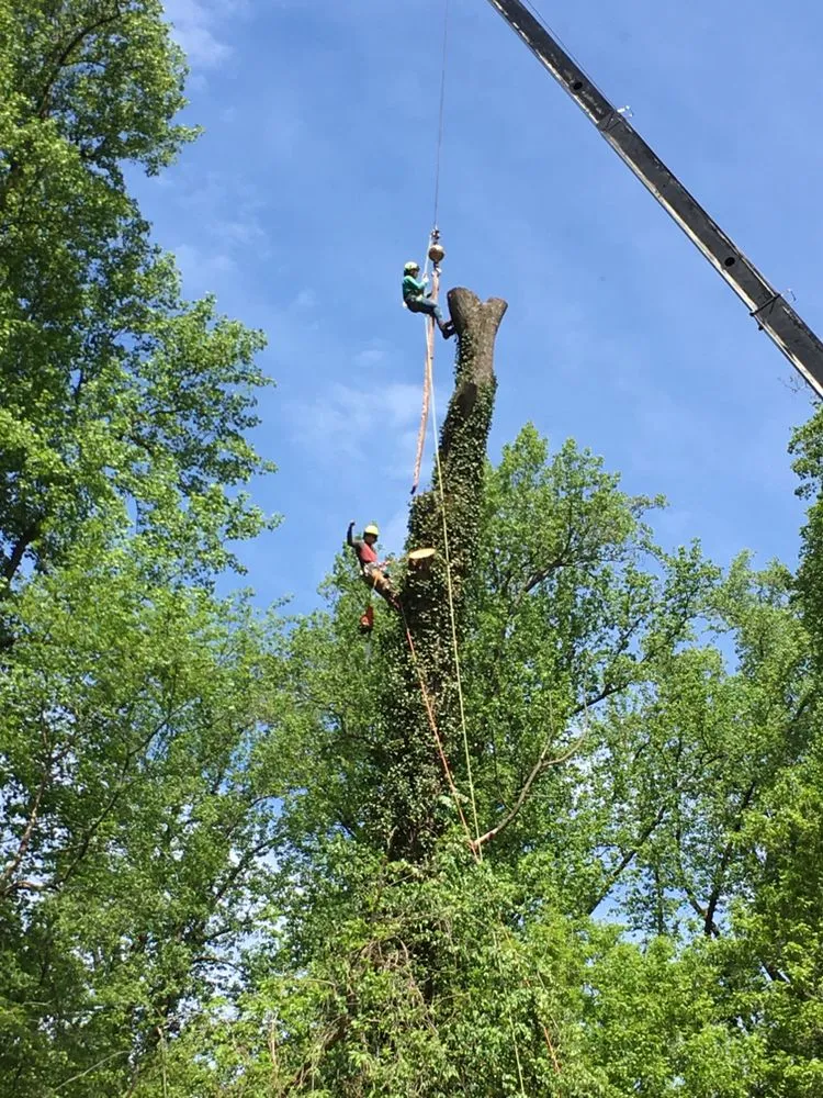 Professional garden landscaping with custom design in Riverdale, MD by New Forest Tree Care