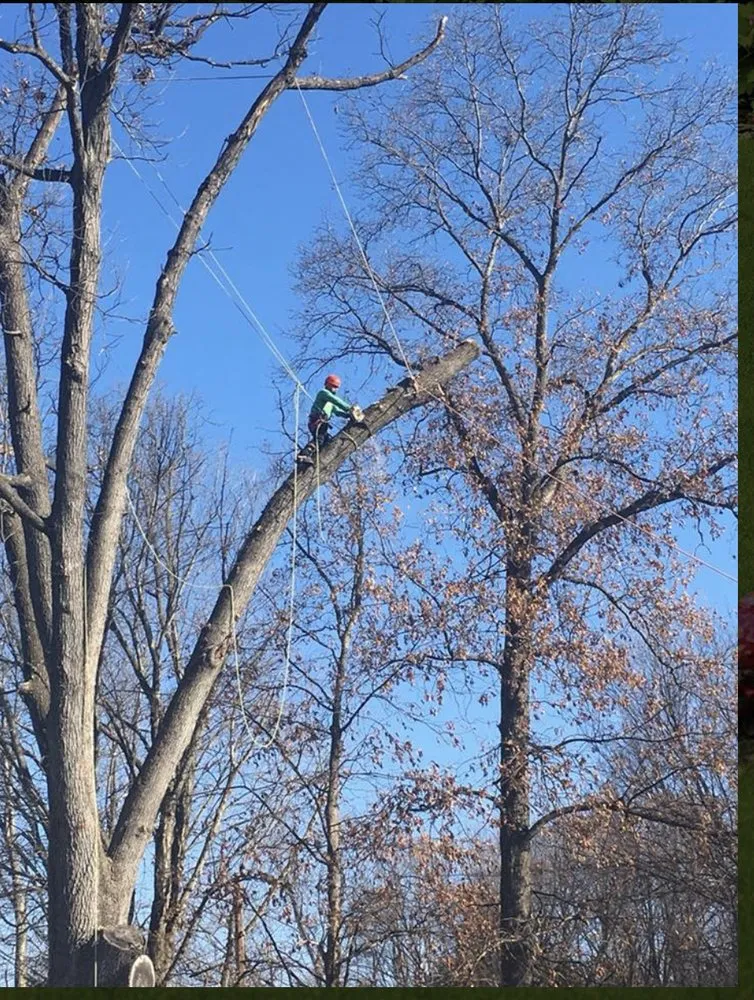 Top-rated lawn care service experts serving Riverdale, MD - New Forest Tree Care