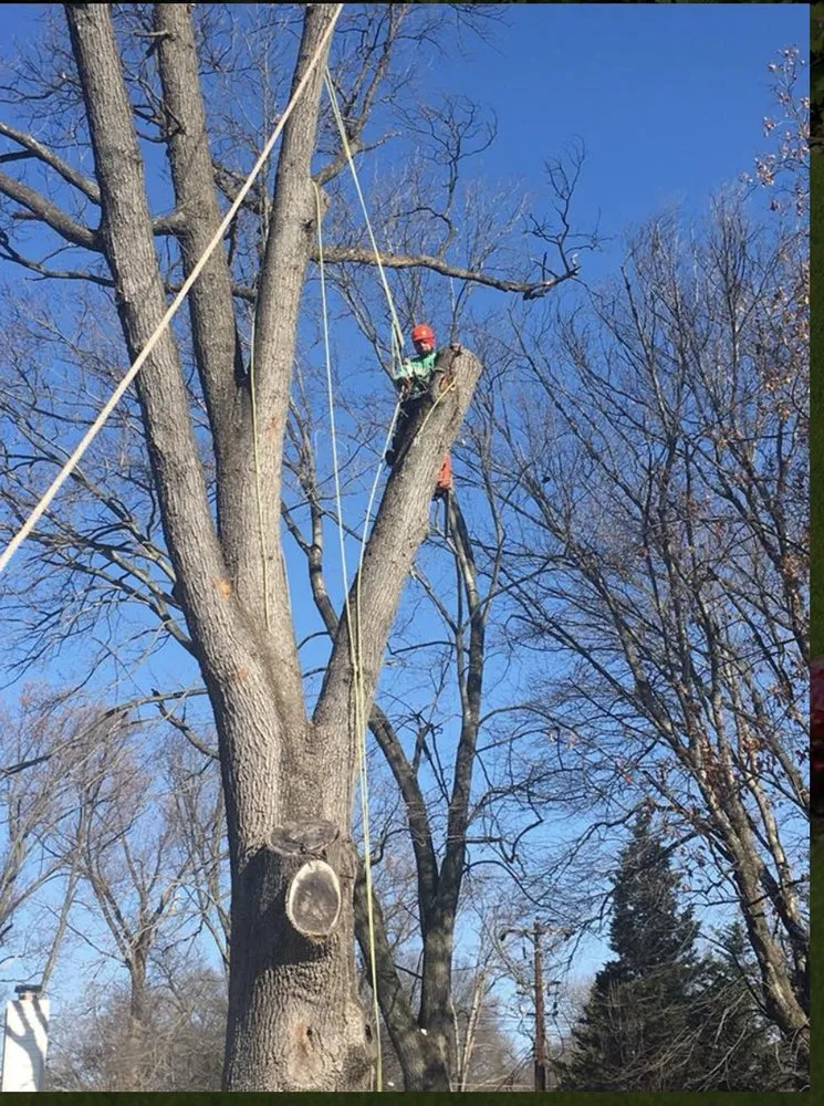 Local landscape design with custom design across Riverdale, MD - New Forest Tree Care