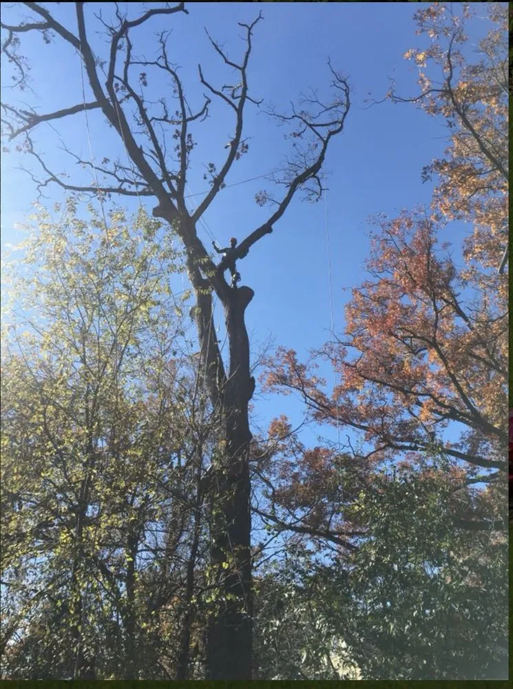 Professional landscaping services in Riverdale, MD by New Forest Tree Care