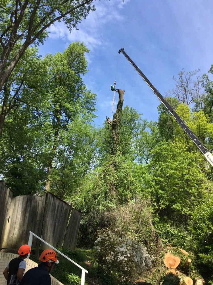 Local residential landscaping with custom design across Riverdale, MD - New Forest Tree Care