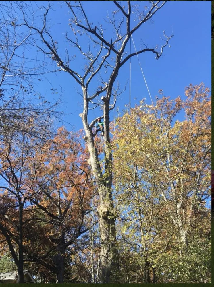 Custom landscaping services for year-round maintenance in Riverdale, MD by New Forest Tree Care