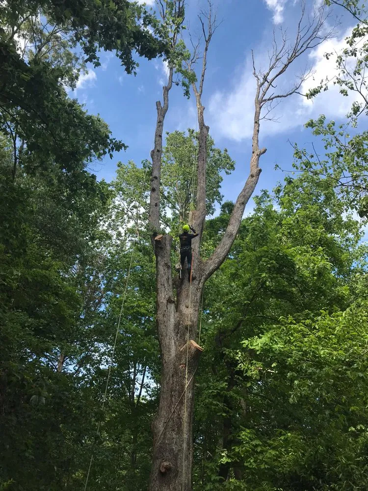 Reliable yard maintenance experts serving Riverdale, MD - New Forest Tree Care