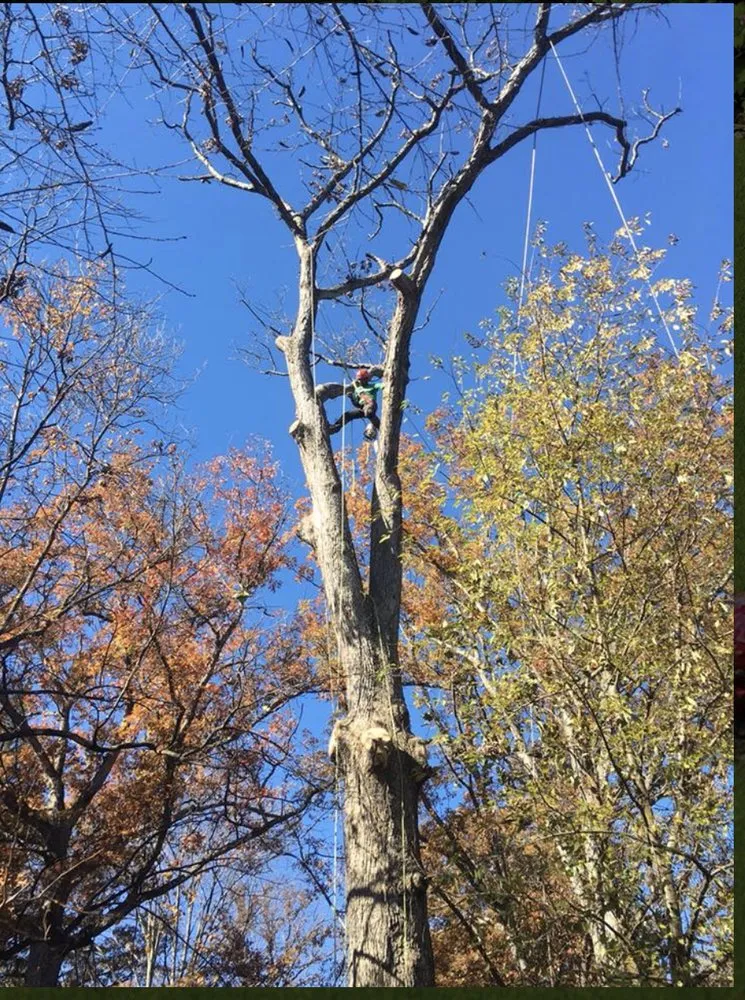 Local yard cleanup service for residential properties in Riverdale, MD by New Forest Tree Care