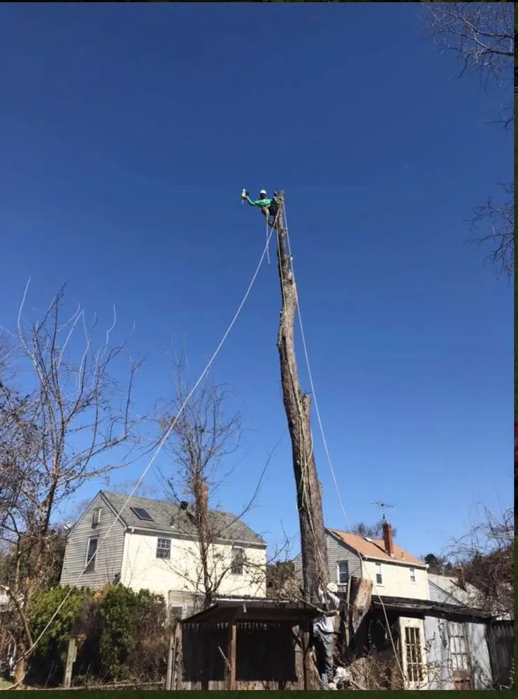 Reliable garden landscaping in Riverdale, MD - New Forest Tree Care