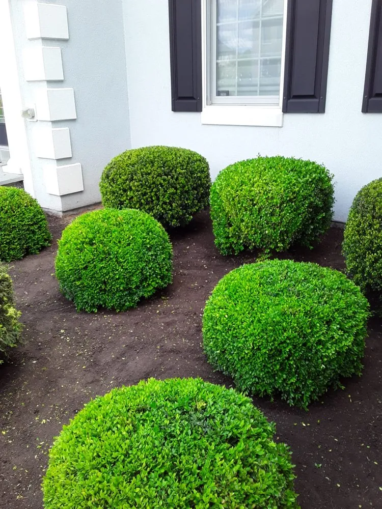 Local landscape design experts serving Riverdale, MD - New Forest Tree Care