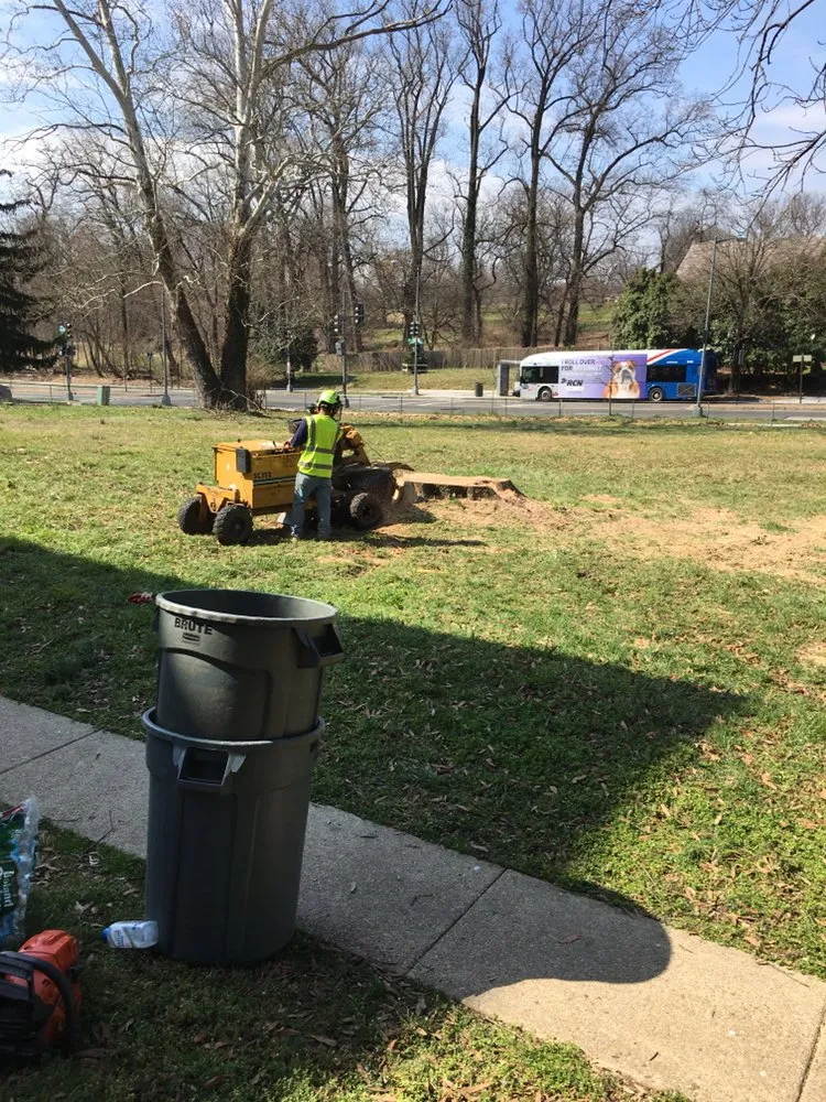 Top-rated garden landscaping in Riverdale, MD - New Forest Tree Care