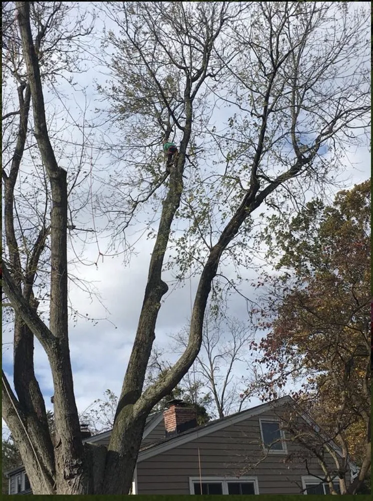 Professional landscape installation for year-round maintenance in Riverdale, MD by New Forest Tree Care