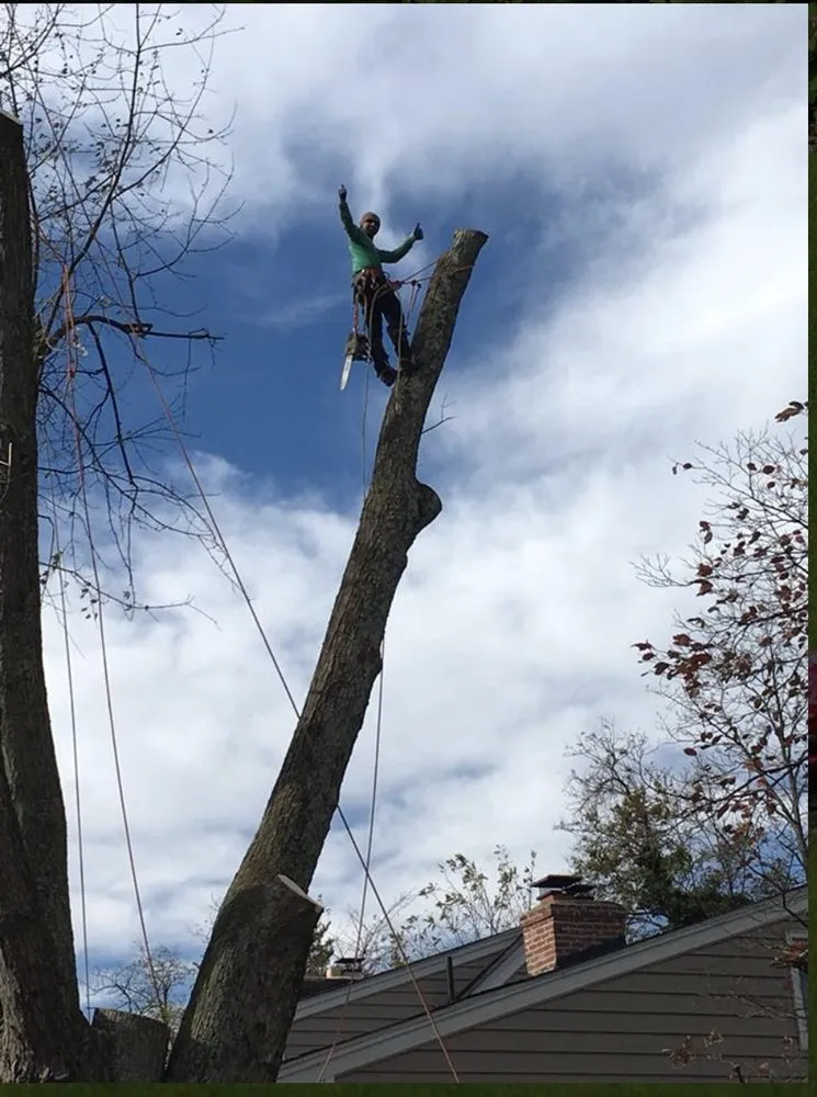 Local landscape design in Riverdale, MD - New Forest Tree Care