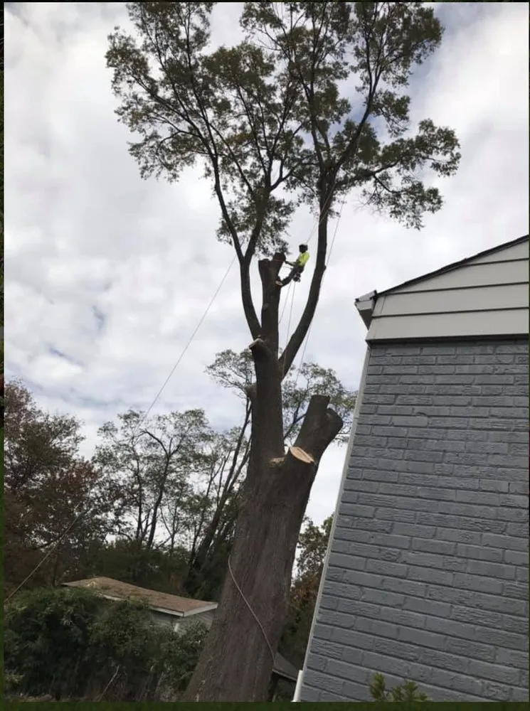 Custom lawn mowing service in Riverdale, MD - New Forest Tree Care