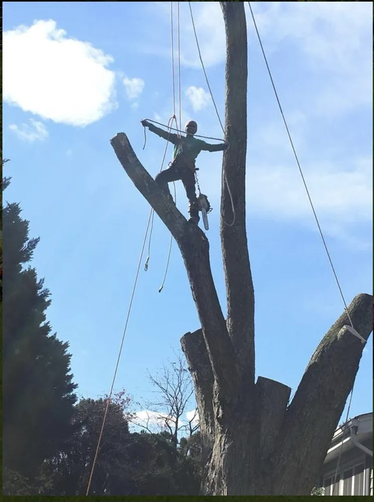 Trusted landscaping services for outdoor upgrades in Riverdale, MD by New Forest Tree Care