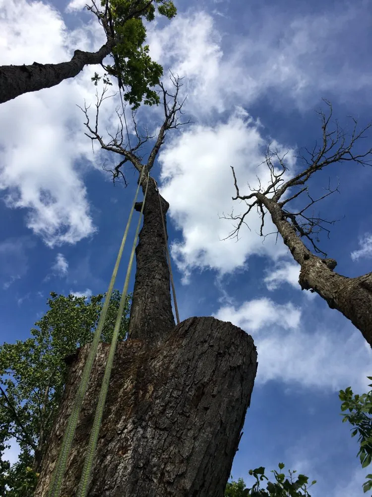 Trusted lawn mowing service experts serving Riverdale, MD - New Forest Tree Care