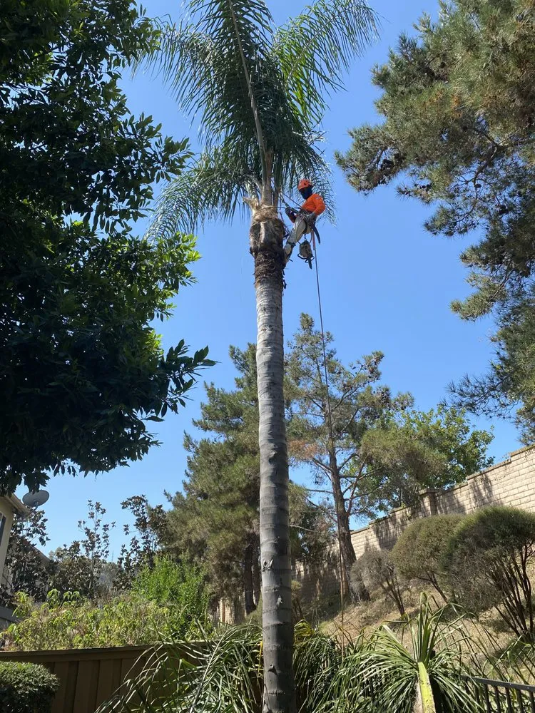 Trusted lawn mowing service with custom design across Vista, CA - New Foundation Landscape