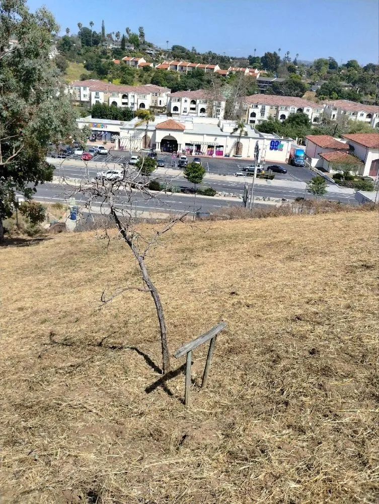 Professional lawn care service in Vista, CA by New Foundation Landscape