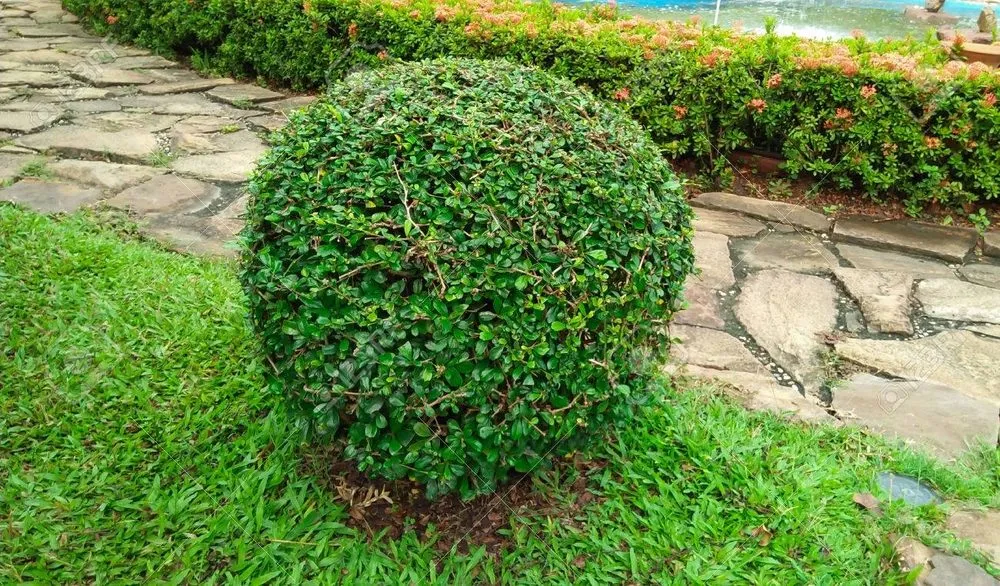 Local yard cleanup service in Monroeville, OH - New Gen Landscaping