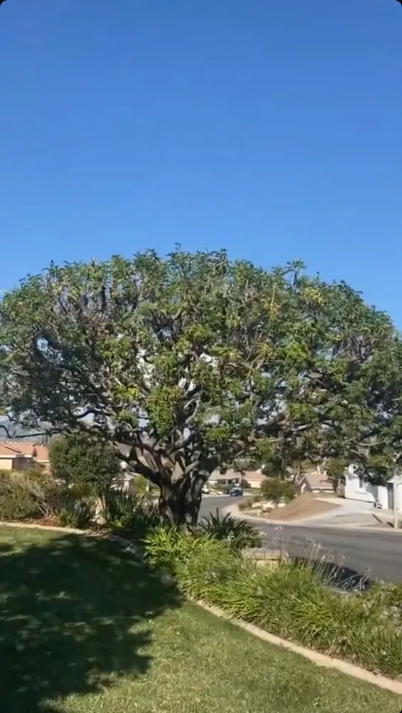 Custom lawn care service for year-round maintenance across Riverside, CA - New Gen Landscaping