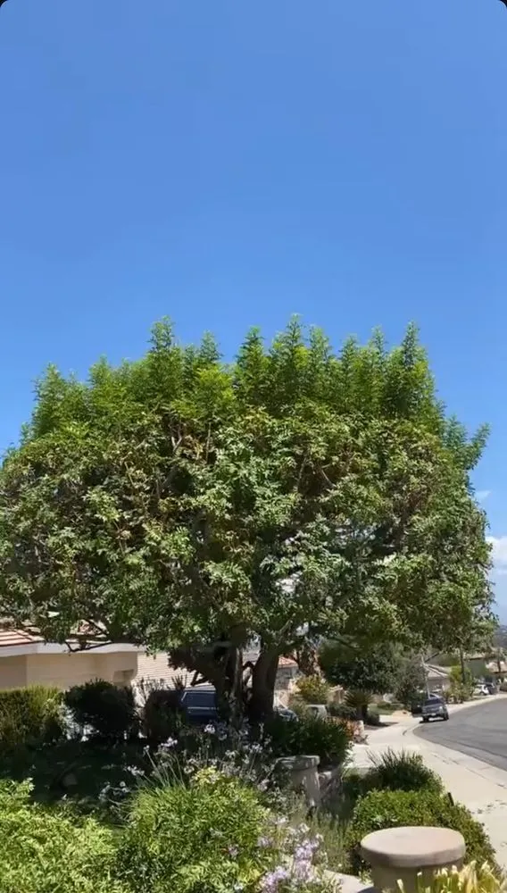 Expert residential landscaping in Riverside, CA by New Gen Landscaping