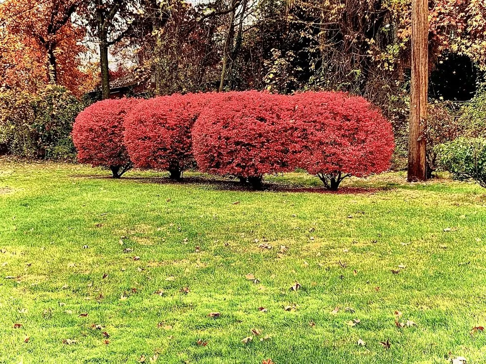 Top-rated garden landscaping experts serving Baldwin, NY - New Generation Landscaping