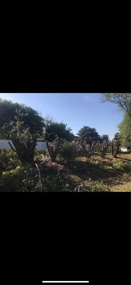 Expert landscaping services near you in Tampa, FL by New Generation Tree In Landscape Service