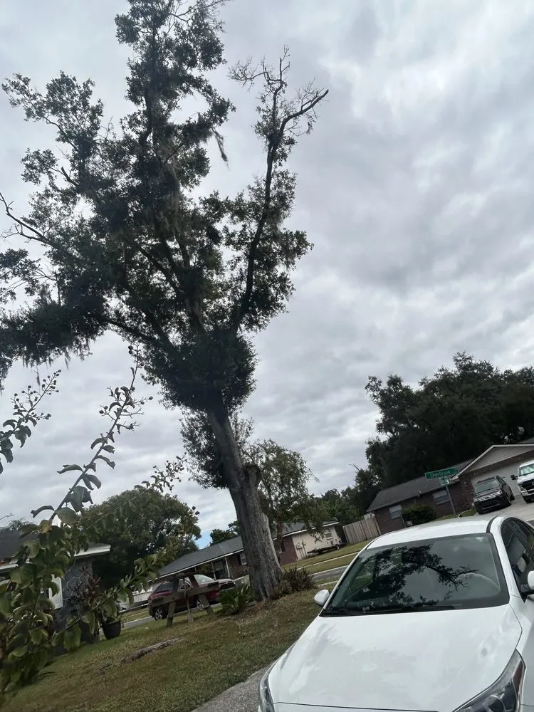 Reliable residential landscaping for year-round maintenance across Tampa, FL - New Generation Tree In Landscape Service