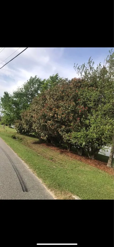 Affordable landscaping services experts serving Tampa, FL - New Generation Tree In Landscape Service