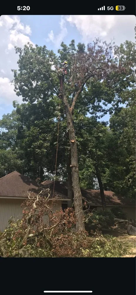 Reliable yard cleanup service in Tampa, FL - New Generation Tree In Landscape Service