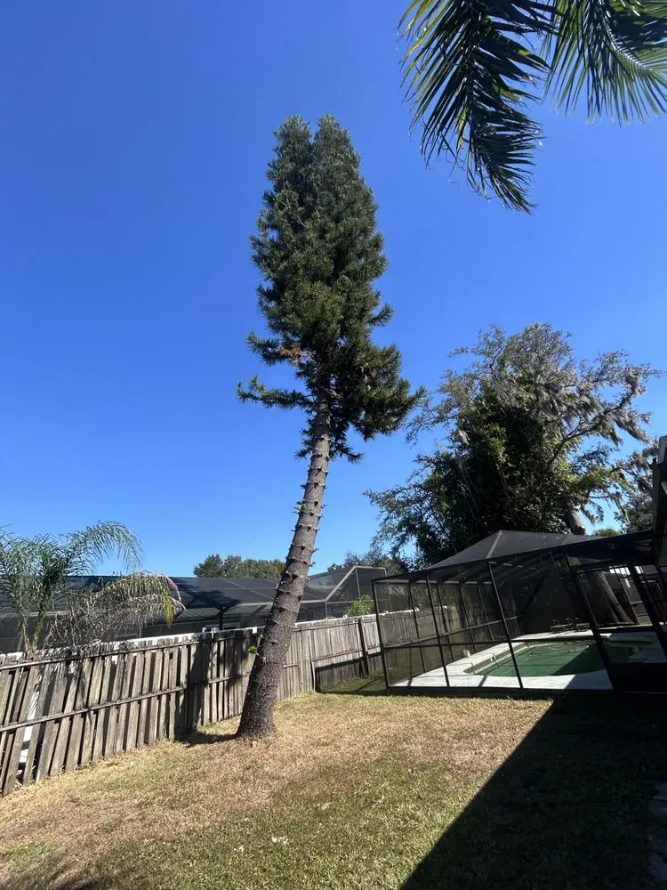 Expert garden landscaping experts serving Tampa, FL - New Generation Tree In Landscape Service