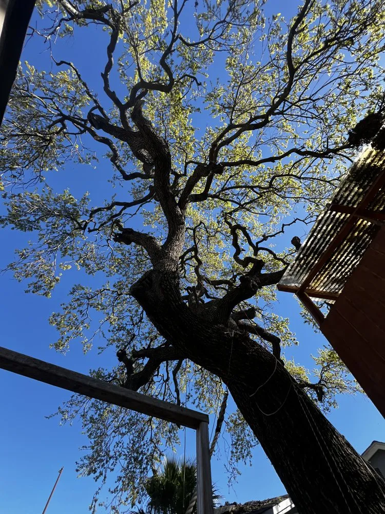 Custom yard maintenance for homes in Castroville, CA by New Generation Tree Service