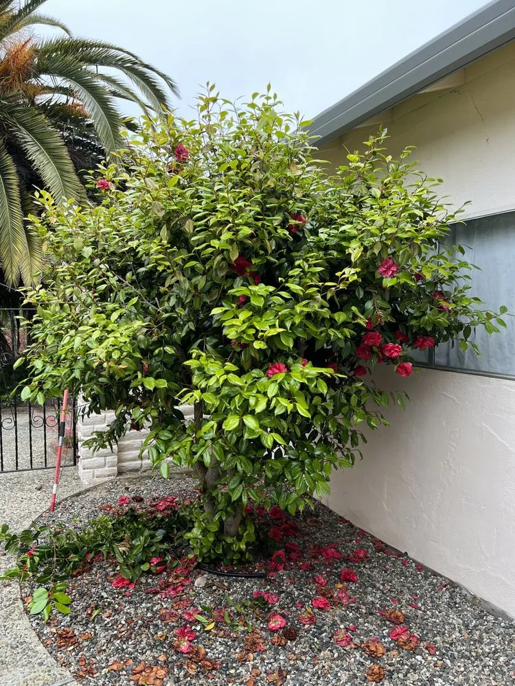 Top-rated outdoor landscaping experts serving Castroville, CA - New Generation Tree Service