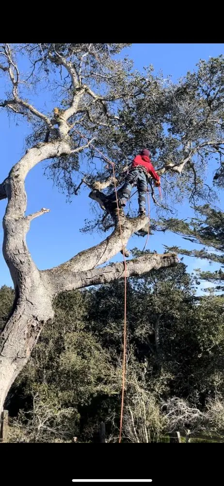 Top-rated garden landscaping in Castroville, CA by New Generation Tree Service