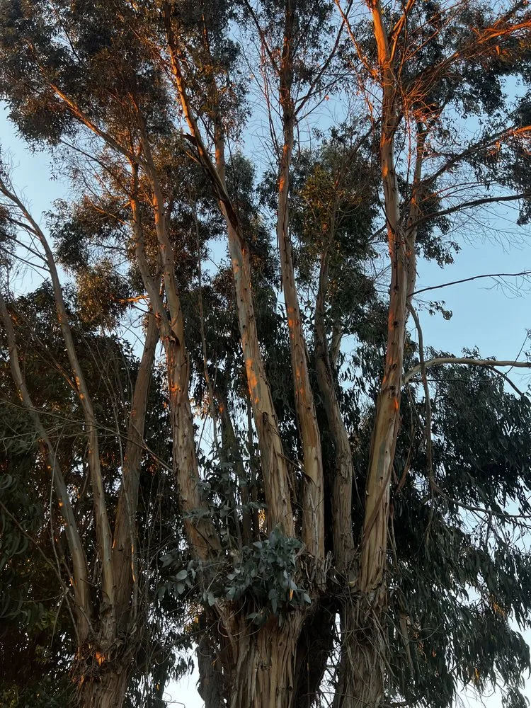 Trusted landscaping services in Castroville, CA by New Generation Tree Service