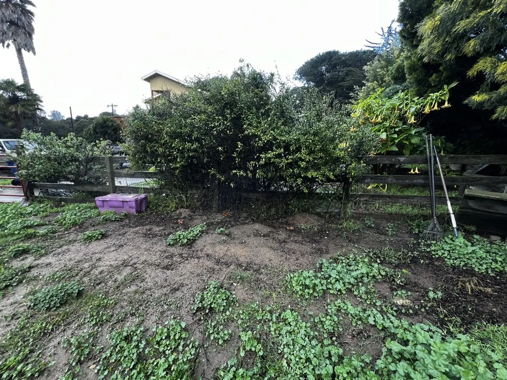 Top-rated lawn care service in Castroville, CA - New Generation Tree Service