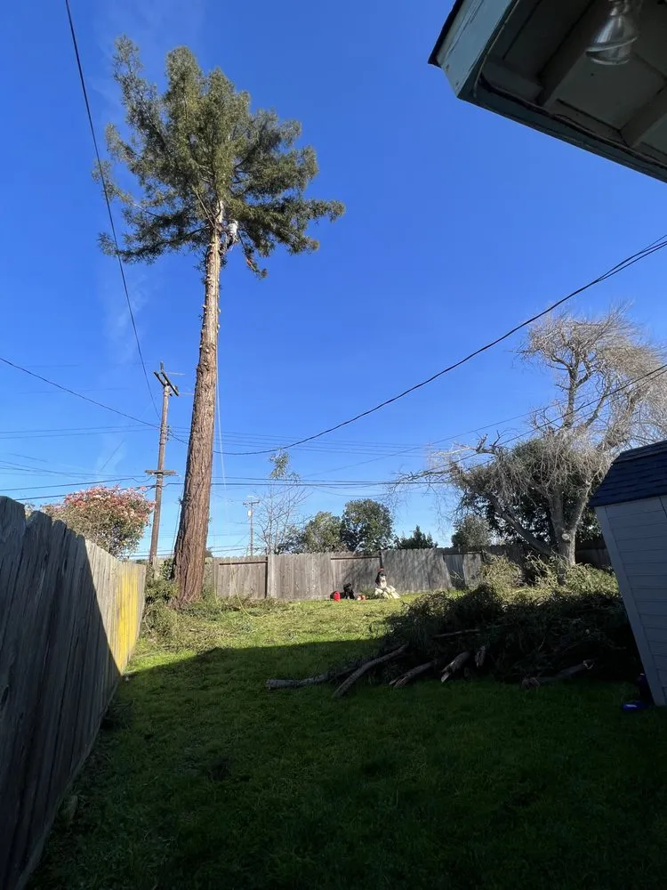 Local residential landscaping experts serving Castroville, CA - New Generation Tree Service